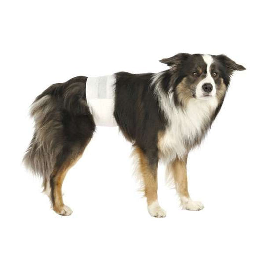 Trixie dog diapers for male dogs